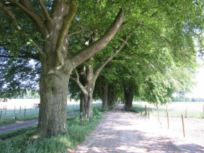 Beukenlaantje Beukenlaantje