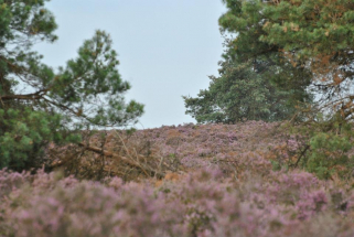 Heide-Holten Heide-Holten