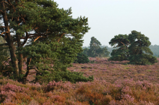 Naaldbomen-Holterberg Naaldbomen-Holterberg